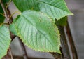 Cherry leaf spot Blumeriella jaapii small circular fungal disease lesions on the leaf of a sweet cherry leaf