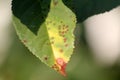 Cherry leaf spot is caused by ascomycete fungus Blumeriella jaapii formerly known as Coccomyces hiemalis