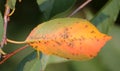 Cherry leaf spot is caused by ascomycete fungus Blumeriella jaapii formerly known as Coccomyces hiemalis