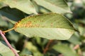 Cherry leaf spot is caused by ascomycete fungus Blumeriella jaapii formerly known as Coccomyces hiemalis