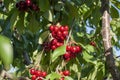 Big red cherries with leaves and stalks. Good harvest of juicy ripe cherries. Cluster of ripe cherries on cherry tree. Fresh and Royalty Free Stock Photo