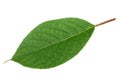 Sweet cherry leaf. Detailed retouch Royalty Free Stock Photo