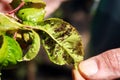 Cherry leaves affected by aphids. Insect pests on the plant Royalty Free Stock Photo