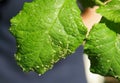 Cherry leaves affected by aphids. Insect pests on the plant Royalty Free Stock Photo