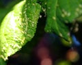 Cherry leaves affected by aphids. Insect pests on the plant Royalty Free Stock Photo