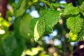 Cherry leaves affected by aphids. Insect pests on the plant Royalty Free Stock Photo