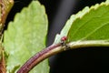 Cherry leaves affected by aphids. Insect pests on the plant. Ladybug eating aphid Royalty Free Stock Photo