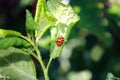 Cherry leaves affected by aphids. Insect pests on the plant. Ladybug eating aphid