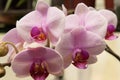 Cherry look orchid Royalty Free Stock Photo