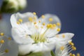 Cherry, macro, pollen, tree, petal, flower, spring, evening