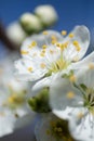 Cherry, macro, pollen, tree, petal, flower, spring, evening