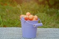 Cherry in a mini bucket, green leaves and grass. Harvest