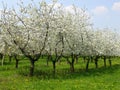 Cherry orchard 1 Royalty Free Stock Photo