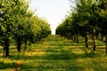 Cherry orchard Royalty Free Stock Photo
