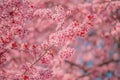 Cherry orchard in bloom, pink blossoming tree branches in spring