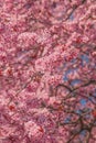 Cherry orchard in bloom, pink blossoming tree branches in spring