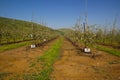 Cherry orchard blooming at Golan Heights Israel