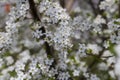 cherry in the orchard blooms with white flowers