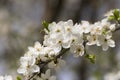 cherry in the orchard blooms with white flowers