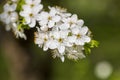 cherry in the orchard blooms with white flowers