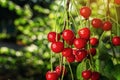 Cherry orchard,Cherry tree,Ripe sour cherries growing on cherry Royalty Free Stock Photo