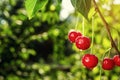 Cherry orchard,Cherry tree,Ripe sour cherries growing on cherry Royalty Free Stock Photo