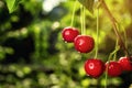 Cherry orchard,Cherry tree,Ripe sour cherries growing on cherry Royalty Free Stock Photo