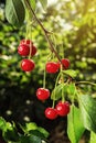 Cherry orchard,Cherry tree,Ripe sour cherries growing on cherry Royalty Free Stock Photo