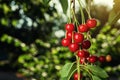 Cherry orchard,Cherry tree,Ripe sour cherries growing on cherry Royalty Free Stock Photo