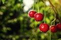 Cherry Orchard,Cherry Tree,Ripe Sour Cherries Growing On Cherry