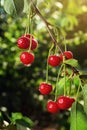 Cherry orchard,Cherry tree,Ripe sour cherries growing on cherry Royalty Free Stock Photo