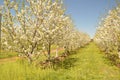 cherry orchard Royalty Free Stock Photo