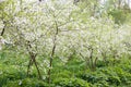 Cherry orchard at full bloom Royalty Free Stock Photo