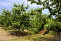 Cherry Orchard   827385 Royalty Free Stock Photo