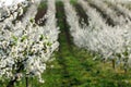 Cherry orchard in spring agriculture Royalty Free Stock Photo
