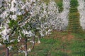 Cherry orchard spring season landscape Royalty Free Stock Photo