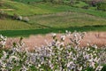 Cherry orchard springtime landscape, agriculture Royalty Free Stock Photo