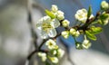 The Cherry Orchard. A cherry tree blooming with white flowers in springtime Royalty Free Stock Photo