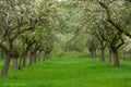 Cherry orchard. Tree trunk cherry in a row. Cherry trees alley