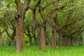 Cherry orchard. Tree trunk cherry in a row. Cherry trees alley Royalty Free Stock Photo