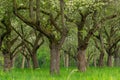 Cherry orchard. Tree trunk cherry in a row. Cherry trees alley Royalty Free Stock Photo