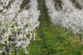 Cherry orchard trees landscape agriculture Royalty Free Stock Photo