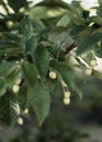 The Cherry Orchard. Young green fruits of cherries. Selective focus. Royalty Free Stock Photo