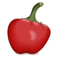 Cherry Pepper. Vector illustration.