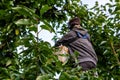 Seasonal farm worker picks cherries Royalty Free Stock Photo