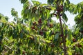 Cherry Picking at Bustan Bereshit in the Golan Heights Royalty Free Stock Photo