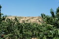 Cherry Picking at Bustan Bereshit in the Golan Heights Royalty Free Stock Photo