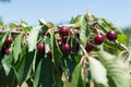 Cherry Picking at Bustan Bereshit in the Golan Heights Royalty Free Stock Photo