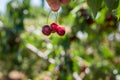 Cherry Picking at Bustan Bereshit in the Golan Heights Royalty Free Stock Photo