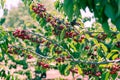 Cherry Picking at Bustan Bereshit in the Golan Heights Royalty Free Stock Photo